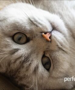 PERFEO (PF_D0654) «Cat»