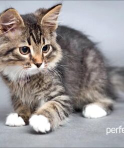 PERFEO (PF_D0661) «Cat»